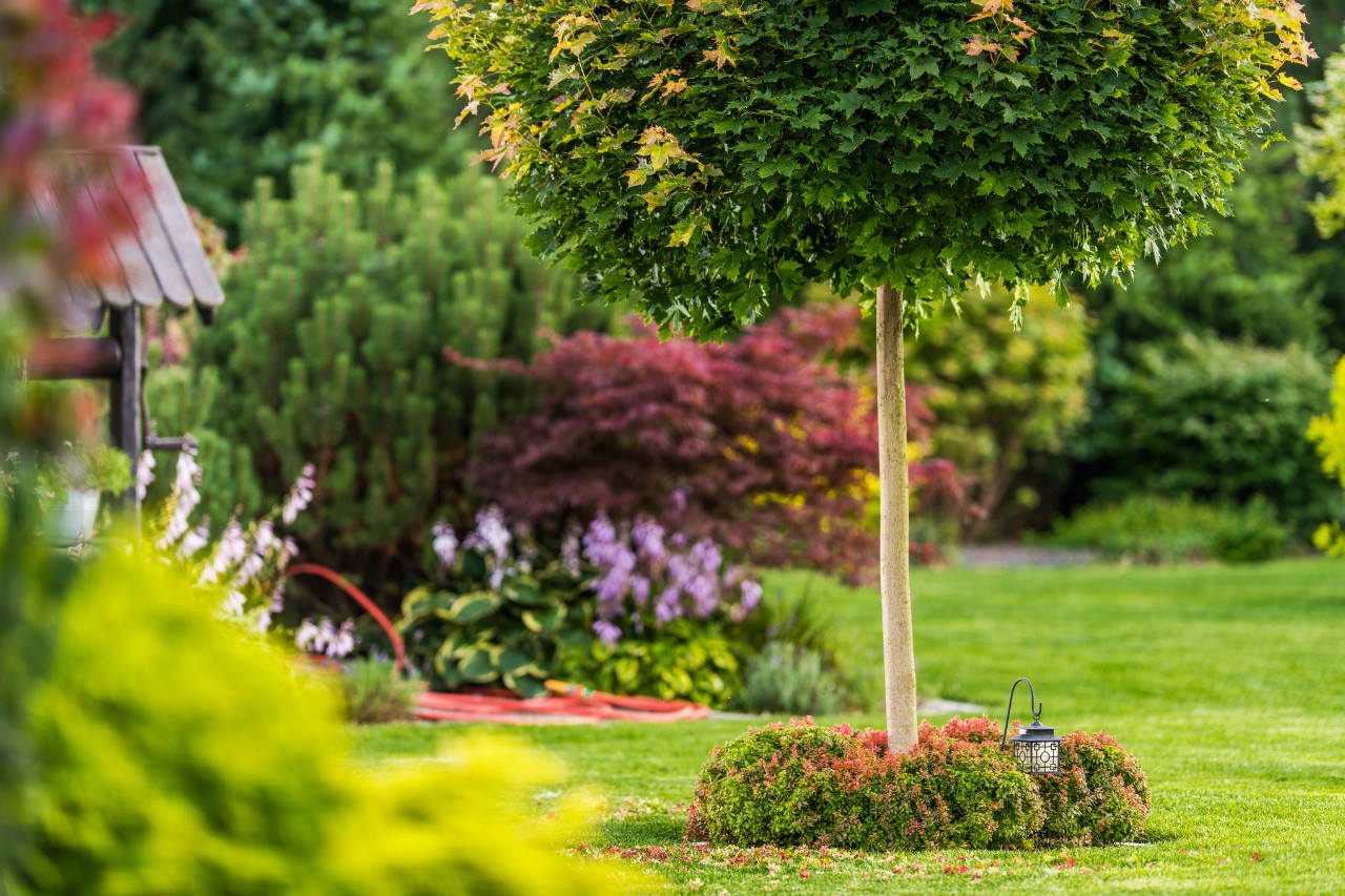  Árbol con corona redonda en un pequeño jardín 