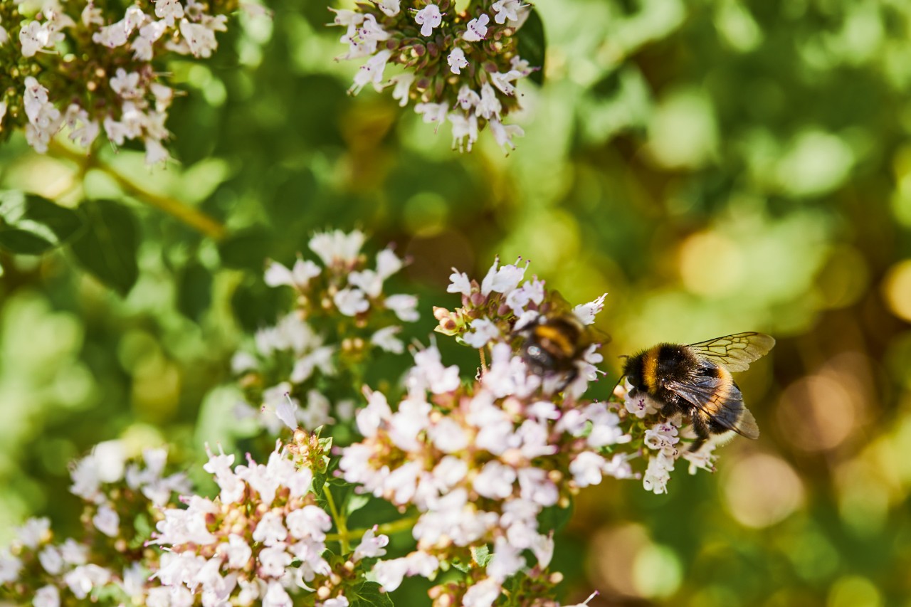 Primer plano de abejorros en flores blancas