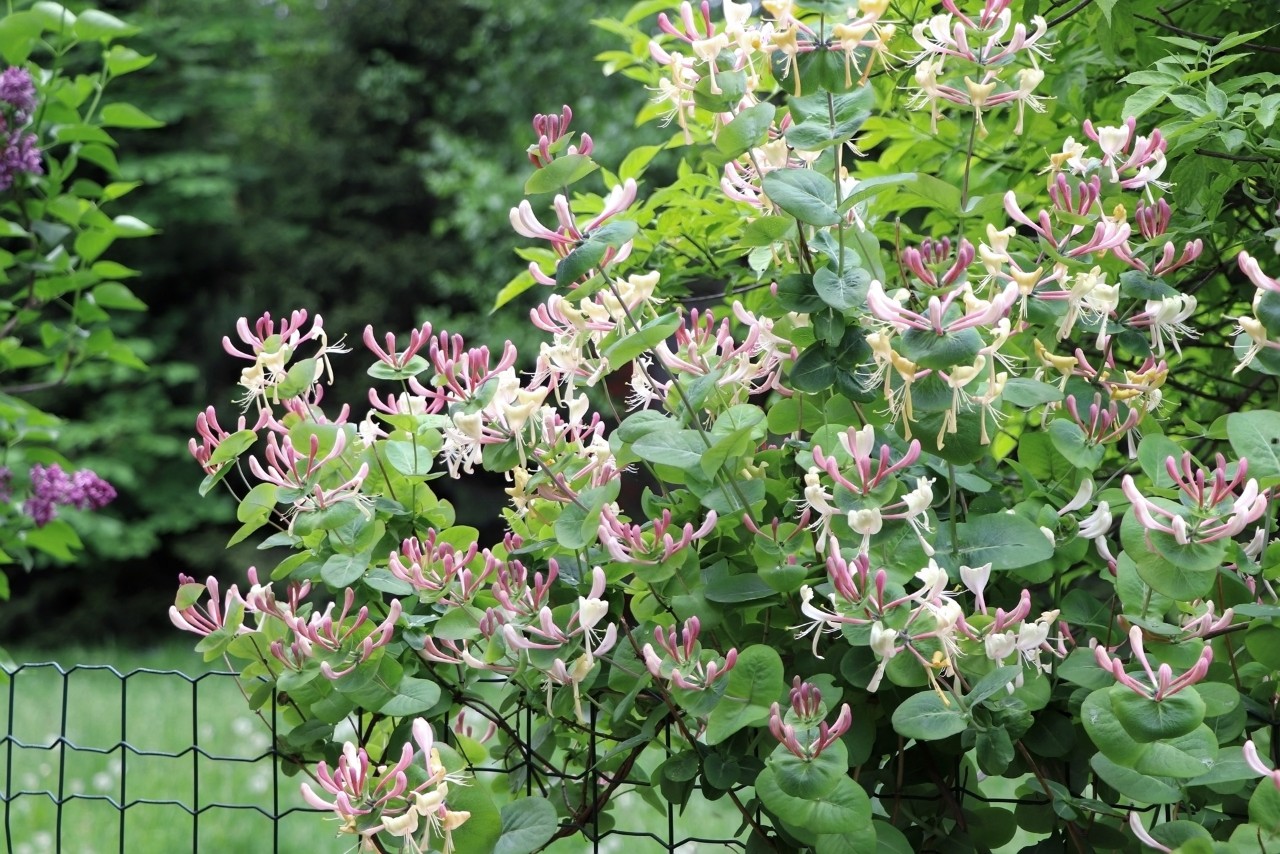 Valla de ocultación con enredadera en flor