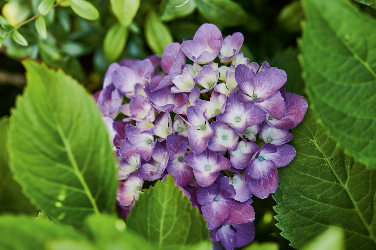 Primer plano de una hortensia en flor de color púrpura