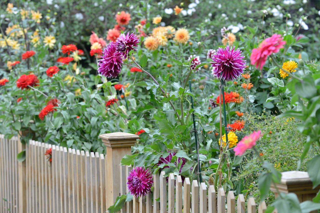 Coloridas dalias en flor detrás de una valla de privacidad de madera 