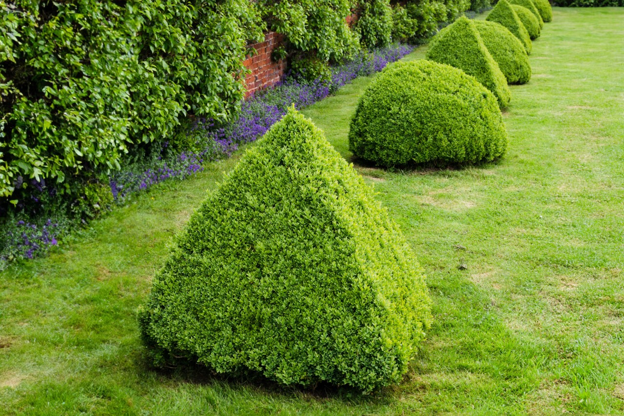 Fila de bojes en un jardín bien cuidado, podados alternativamente en forma de pirámide y semiesfera 