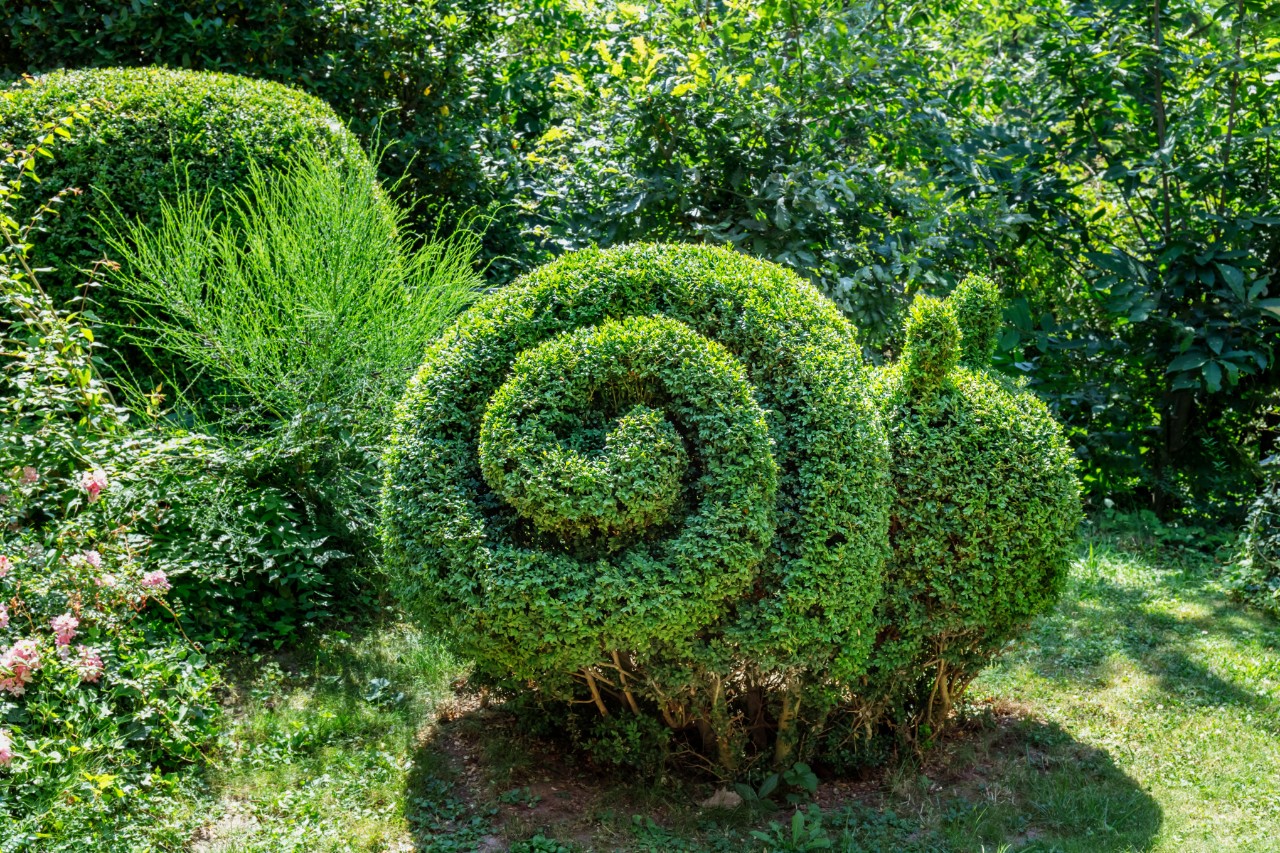 Boj en forma de caracol